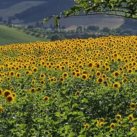 Mazzamurello Caldarola